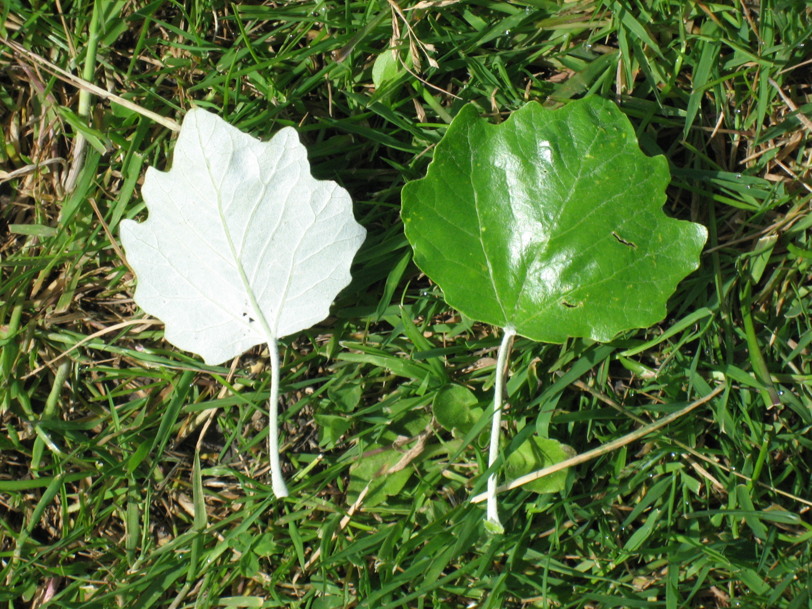 Silverpoppel: vitfiltad undersida till vänster, grön ovansida till höger. Bladformen varierar mellan olika skott.