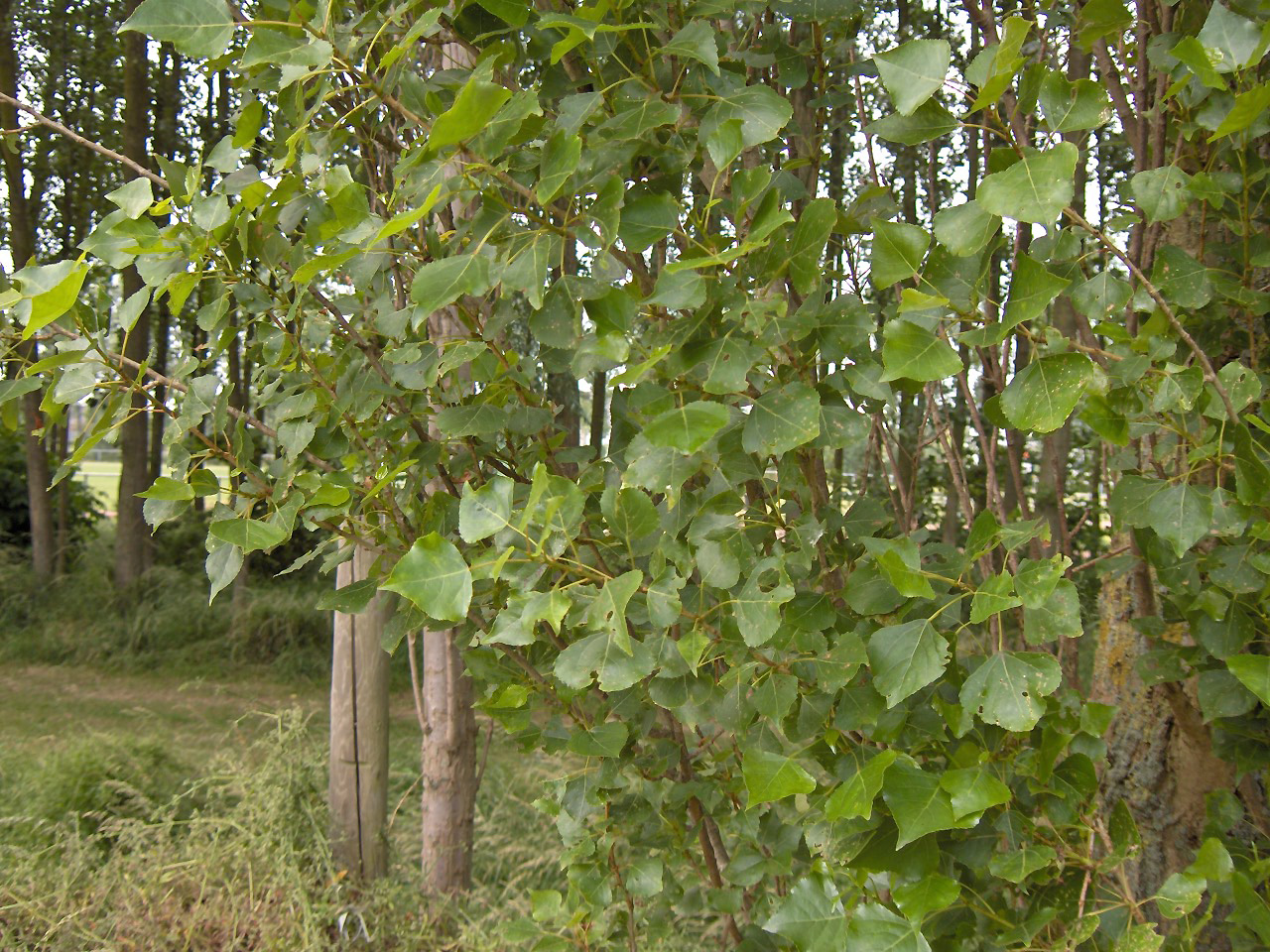 Kanadapoppel: trekantiga blad med bred bas. Hybridens olika sorter varierar i bladform och krona.