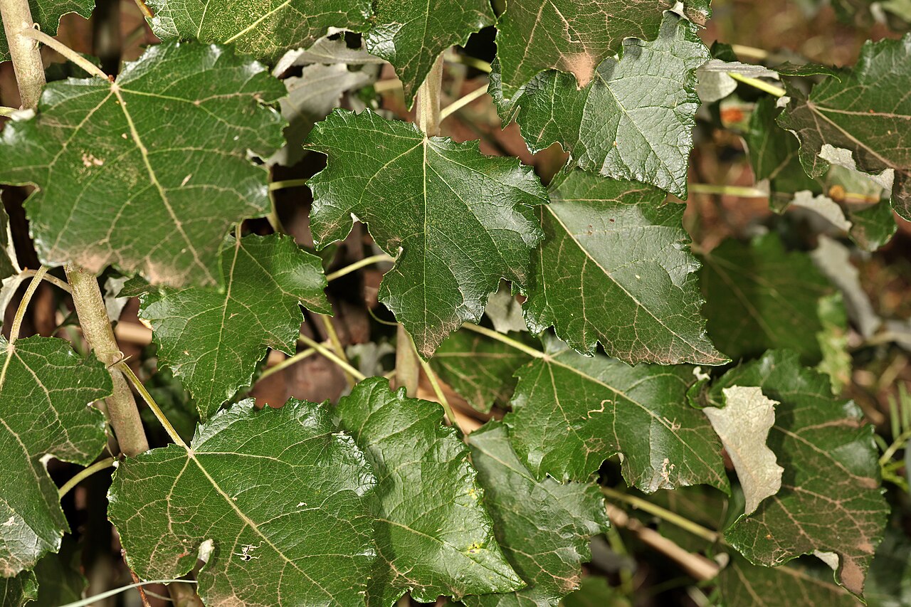 Gråpoppel: grovt tandade, svagt flikiga blad. Jämför med silverpoppelns ofta djupare flikar och vitare undersida.