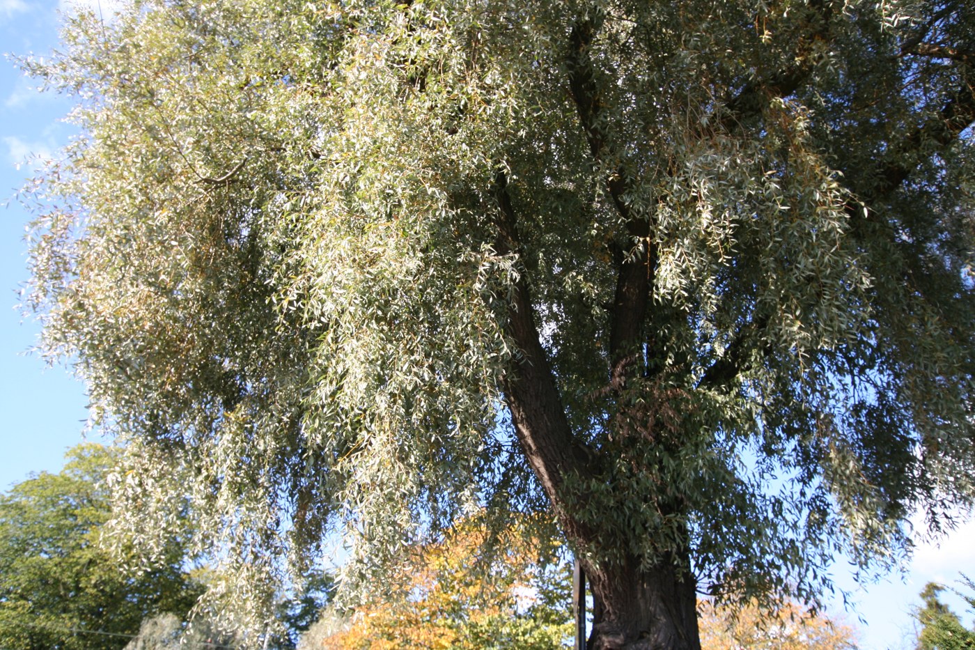 Silverpil med bred krona och ljust lövverk. Fotograferad som Salix alba var. sericea ’Sibirica’.