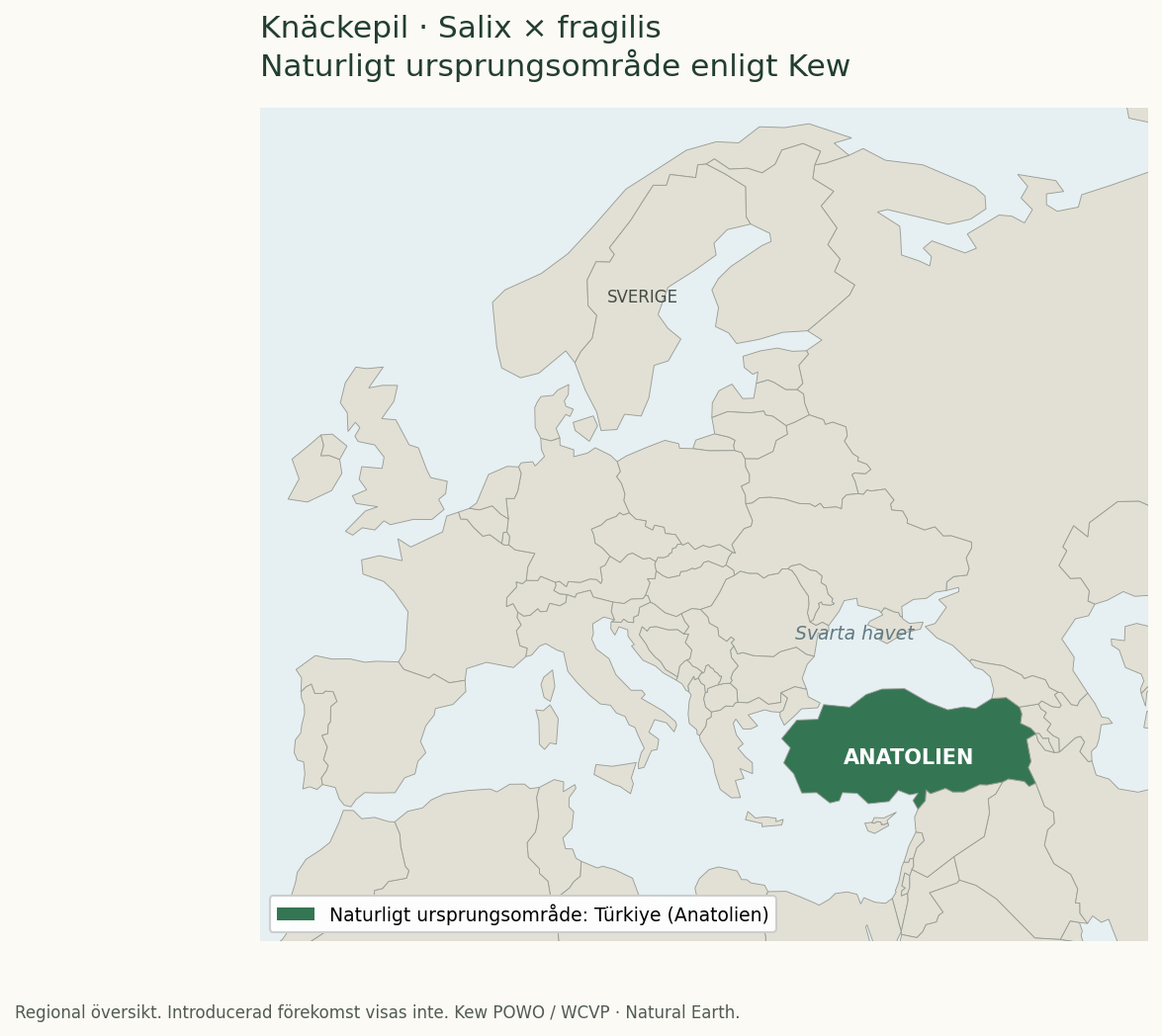 Regional karta över knäckepilens naturliga ursprungsområde. Anatolien i Türkiye är markerat grönt.