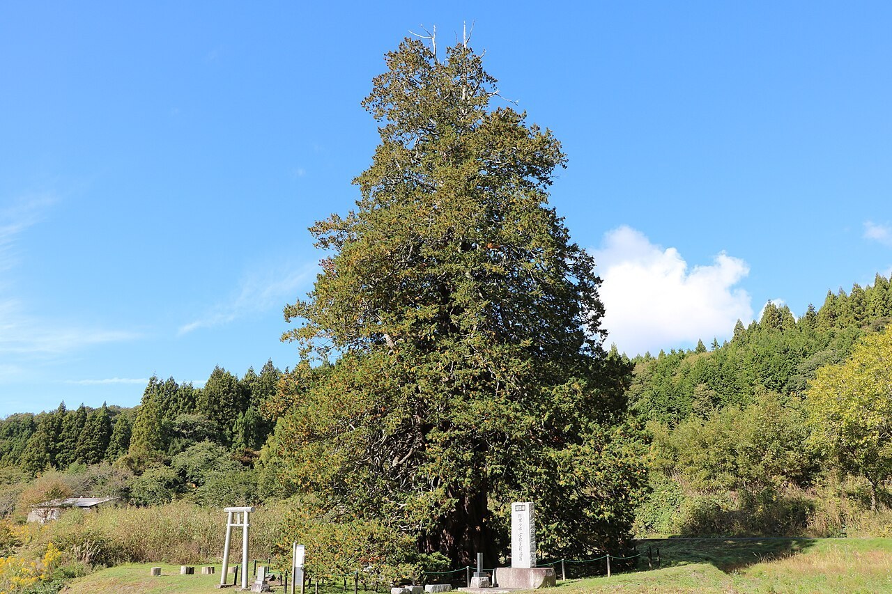 Vuxen ärtcypress (Chamaecyparis pisifera) i Japan, fotograferad med hela kronan.