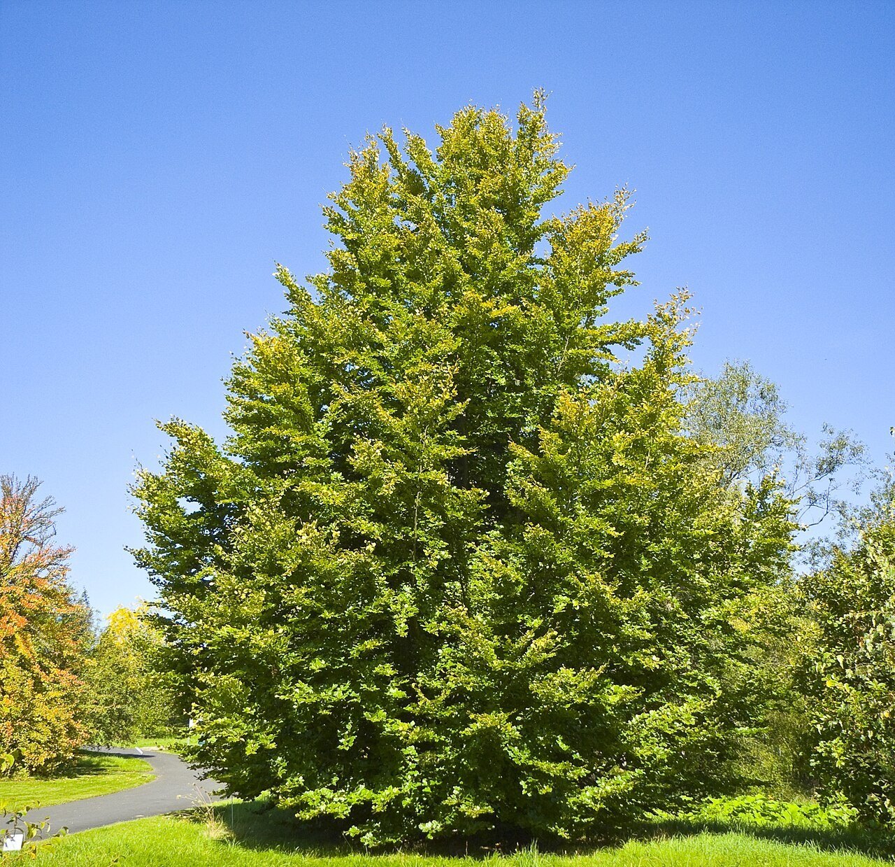 Friväxande grön bok med bred, fullt lövad krona.