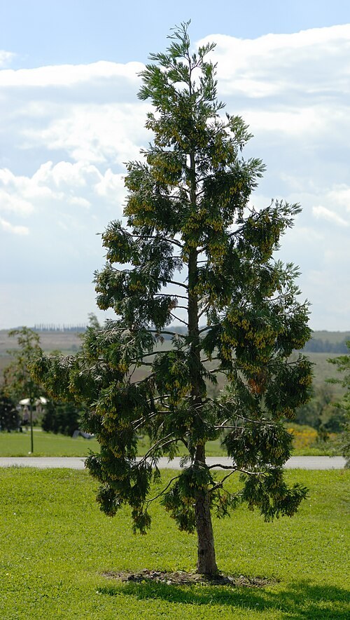 Friväxande cedertuja (Calocedrus decurrens) med upprätt krona.
