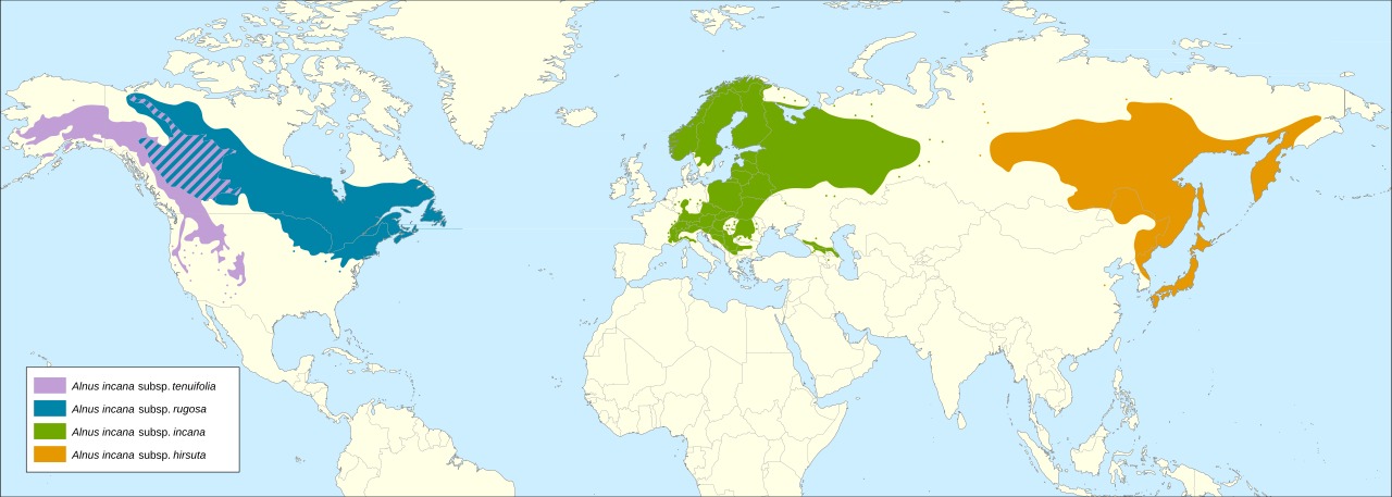 Översiktlig utbredningskarta för gråal.