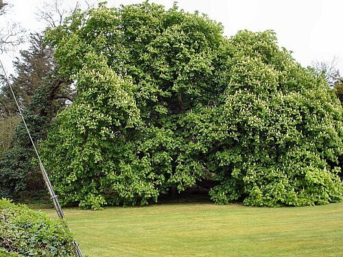 En stor hästkastanj (Aesculus hippocastanum) med bred krona i Donegal, Irland.