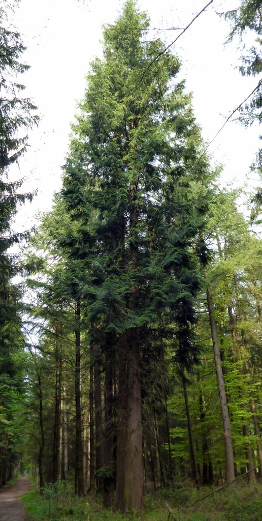 Vuxna jättetujor i skog.