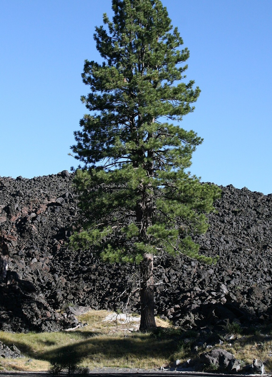 Jeffreytall (Pinus jeffreyi) i Lassen Volcanic National Park, Kalifornien.