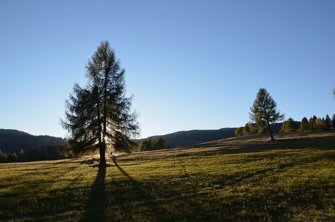 Europeisk lärk (Larix decidua) som solitär i Trentino.