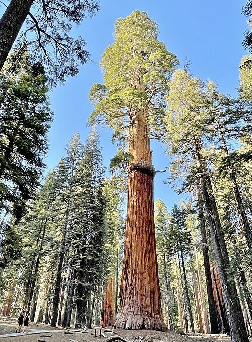 Mammutträdet The President (Sequoiadendron giganteum) i Sequoia National Park.