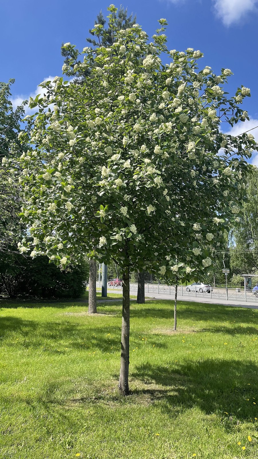 Friväxande oxel i blom med tät och rundad krona.