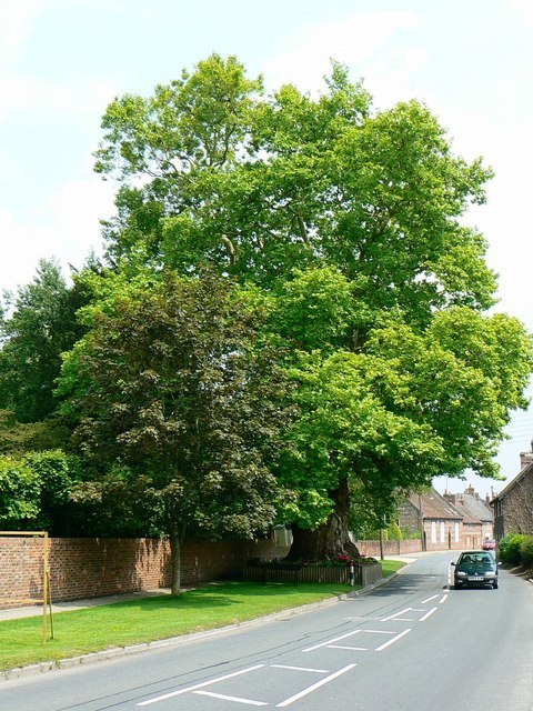 Hybridplatan (Platanus × hispanica) med full sommarkrona i Chilton Foliat, England. Ett exempel ur platangruppen.