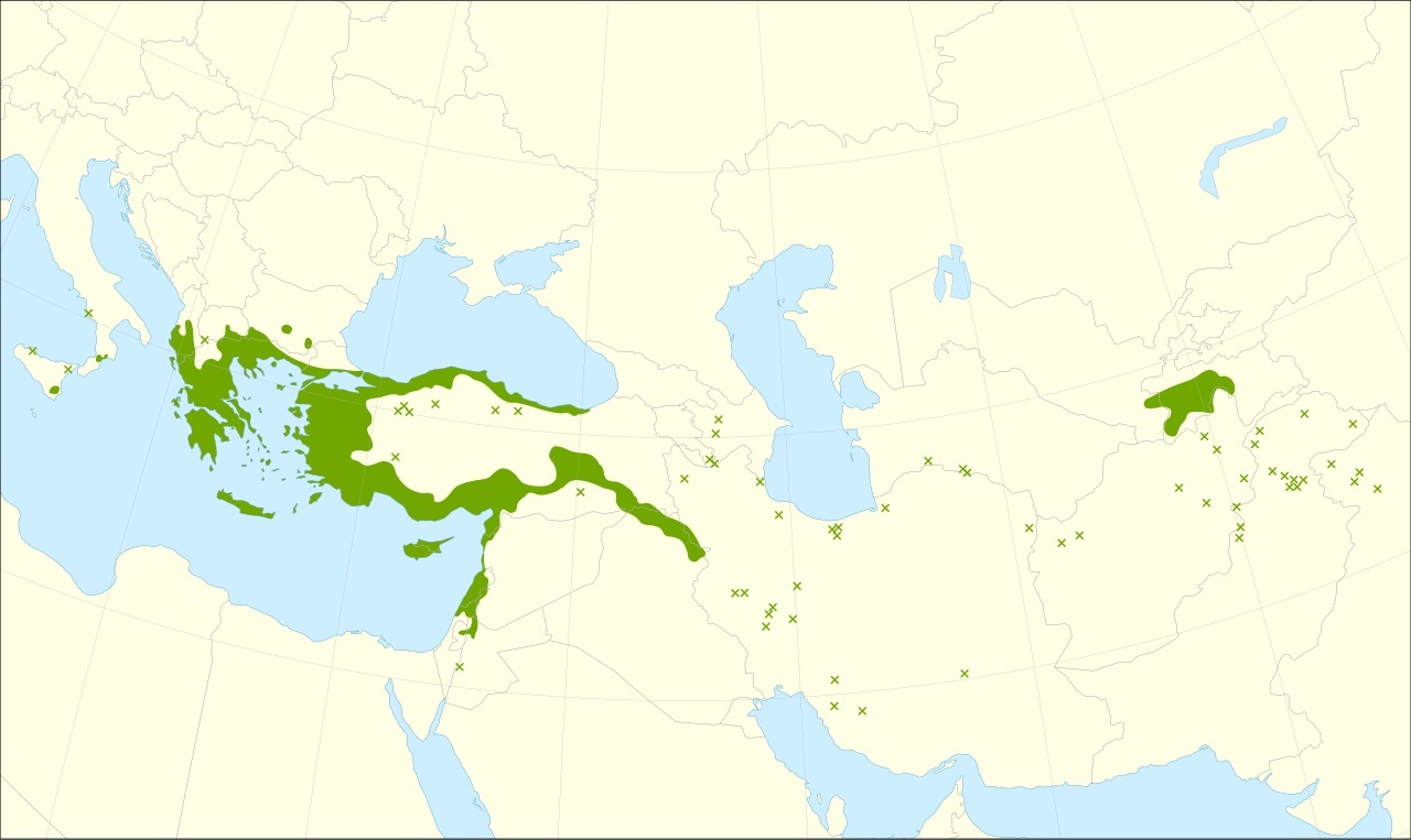 Kartan visar orientalisk platan (Platanus orientalis), en av hybridplatanens föräldraarter. Den visar inte hybridplatanens odlingsområde eller hela platangruppens utbredning.