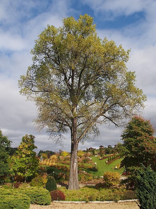 Svartpoppel (Populus nigra) i Wojsławice arboretum. Bilden visar en art ur poppelgruppen.