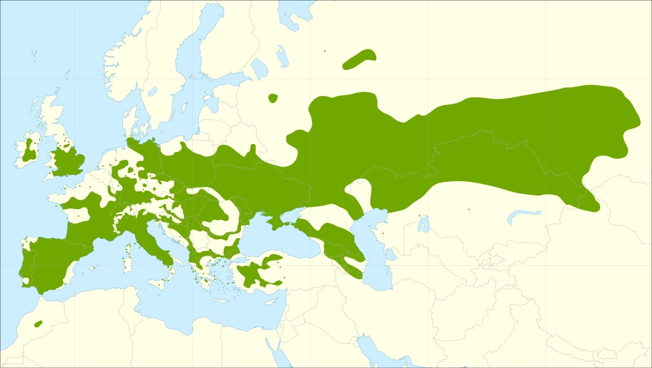 Naturlig utbredning för svartpoppel (Populus nigra), en art ur poppelgruppen. Kartan gäller inte alla poppelarter, hybrider eller planteringar.