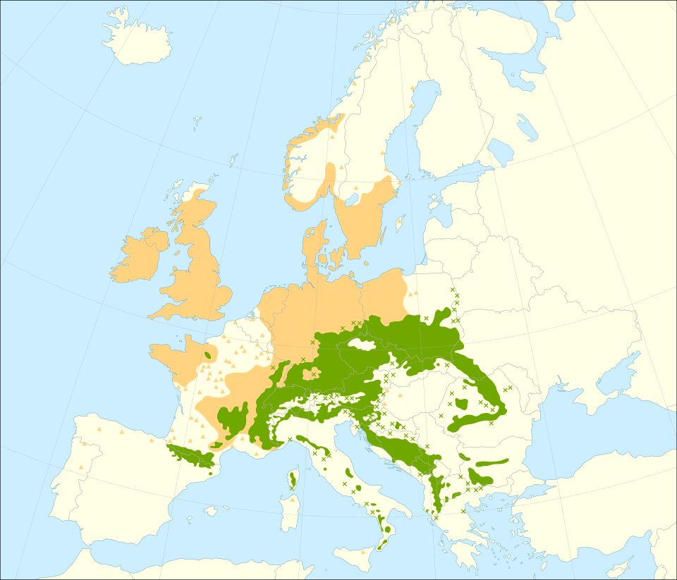 Karta över silvergranens naturliga, införda och naturaliserade utbredning i Europa.