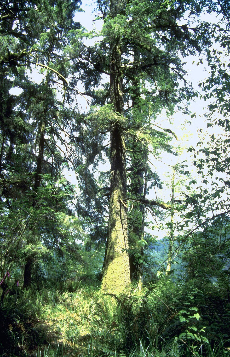 Vuxen sitkagran i skog på Spruce Reach Island i Oregon.