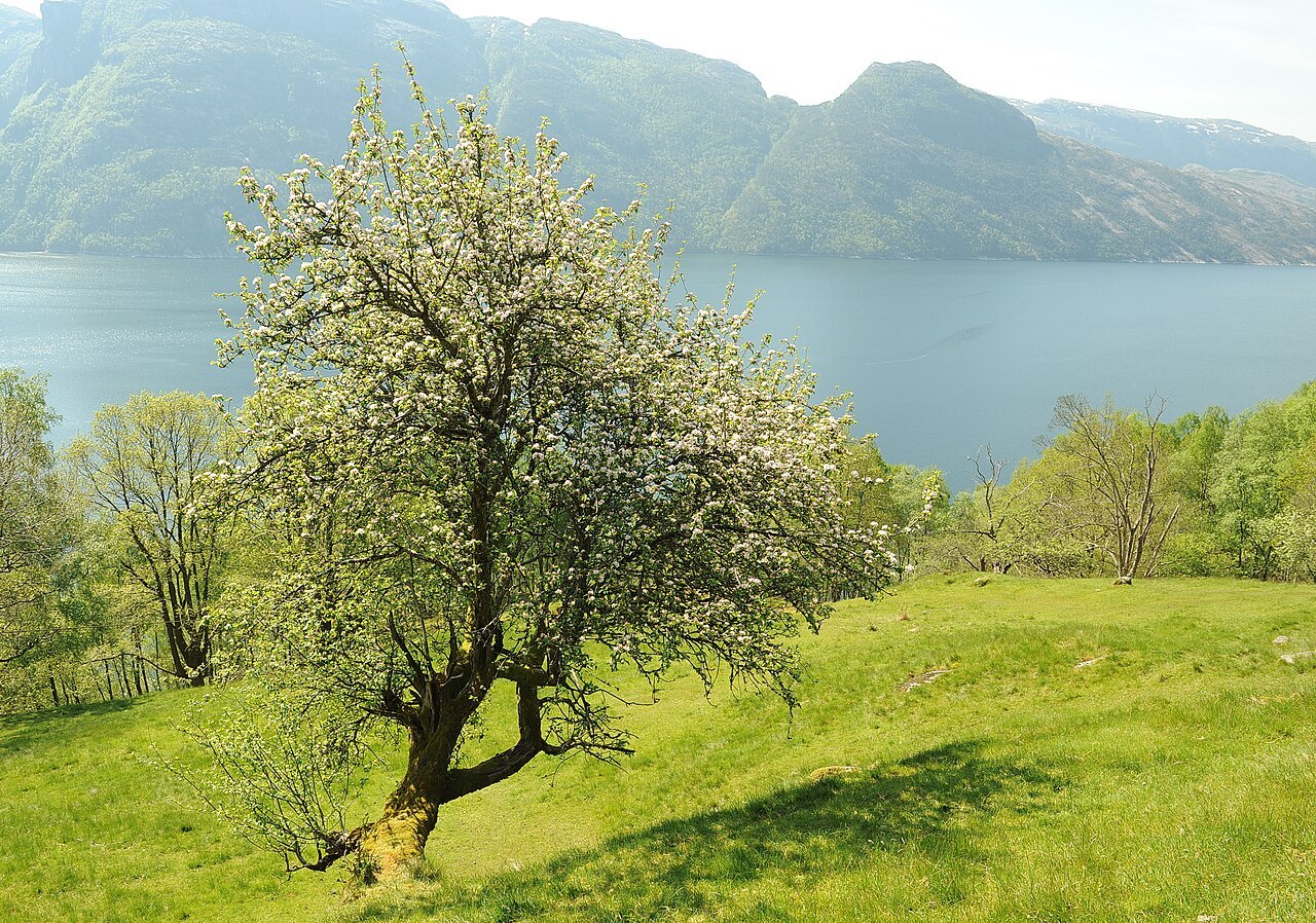 Blommande skogsapel med krokig stam i en öppen sluttning.