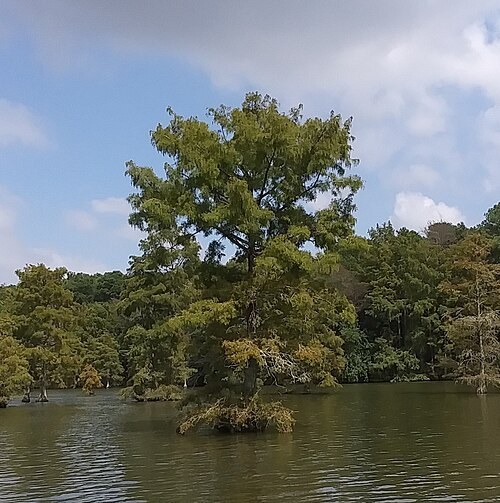Sumpcypress (Taxodium distichum) med hela kronan synlig i Trap Pond State Park, Delaware.