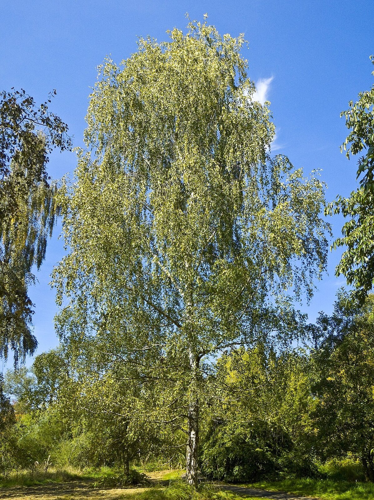 Stor vårtbjörk med ljus stam och hängande grenar i hela kronan.