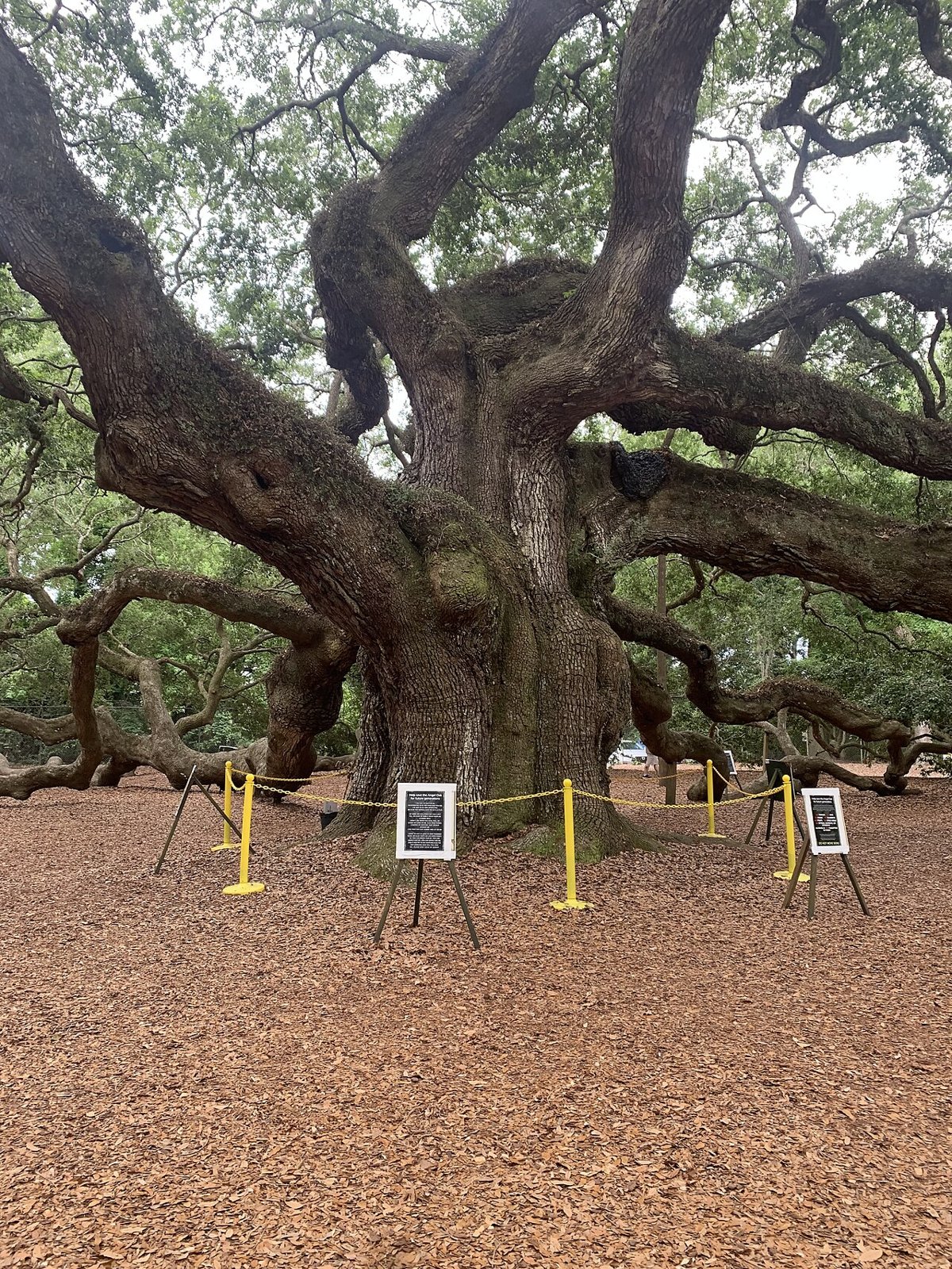 Angel Oaks grova stam och utbredda grenar på Johns Island.