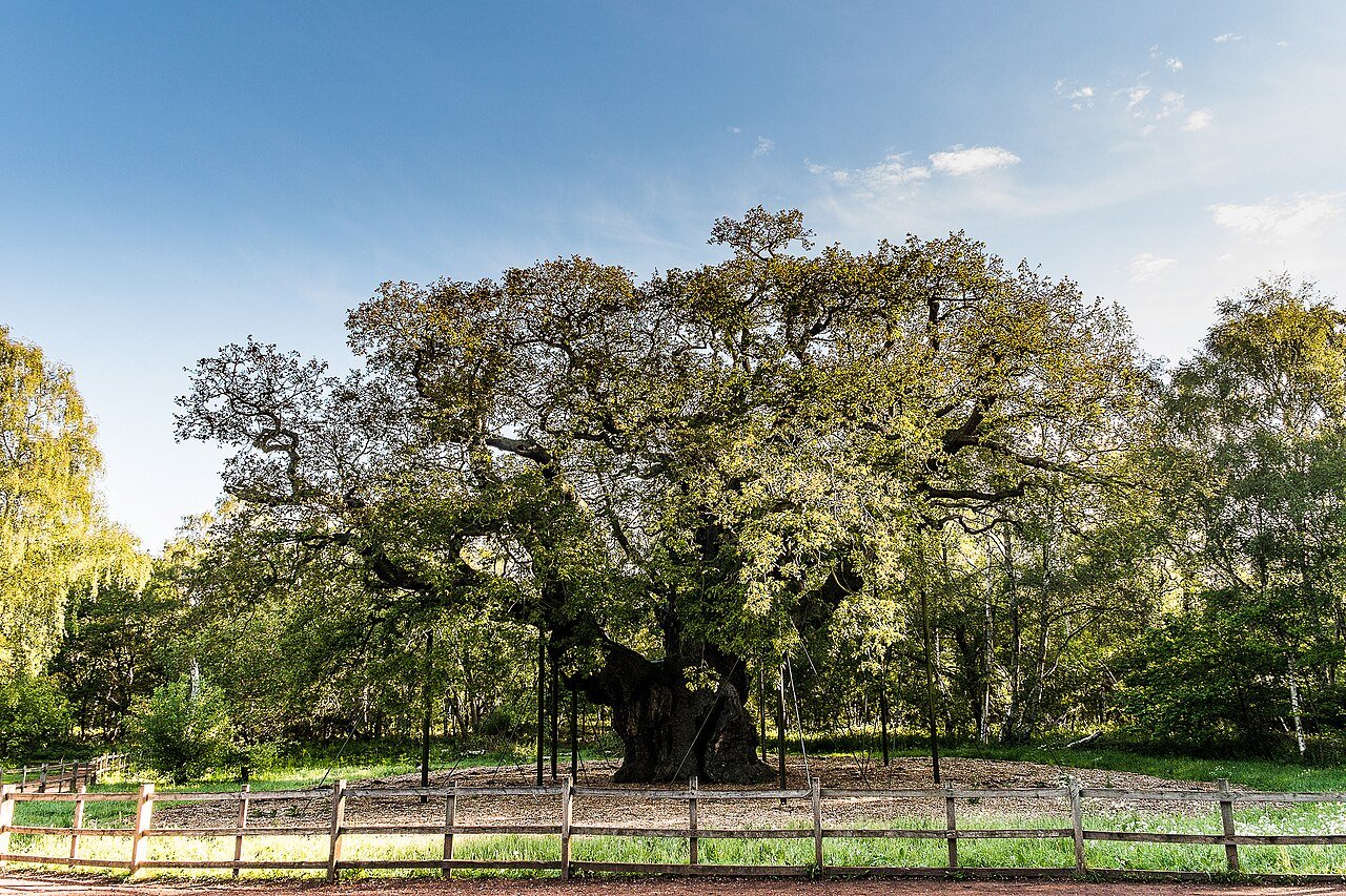 Major Oak i Sherwood Forest med kronan och grenstöden.