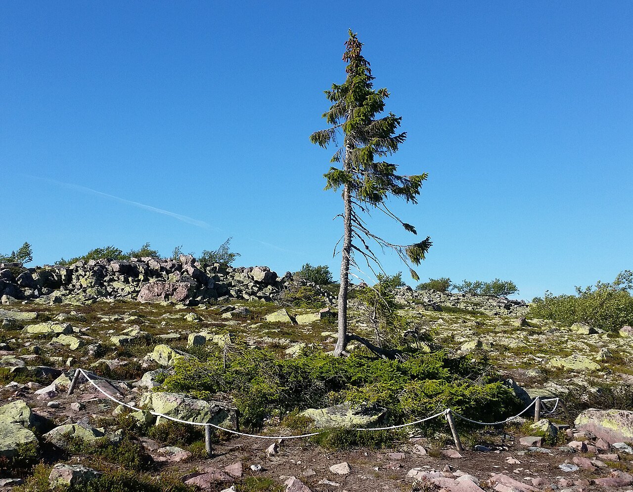 Old Tjikko på Fulufjällets öppna fjällhed.