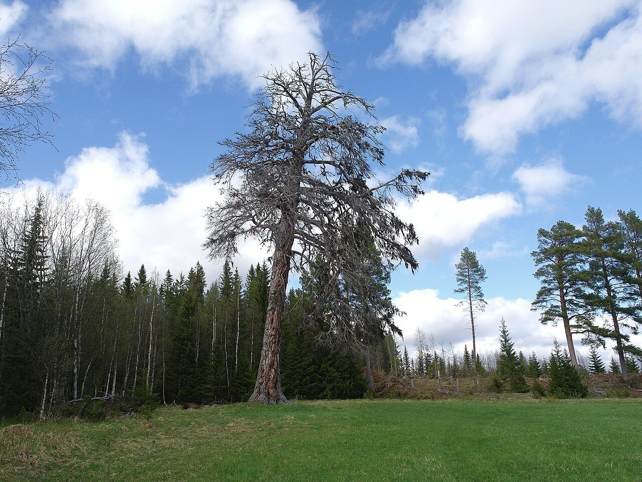 Ristallen som stående dött träd på sin tidigare växtplats.